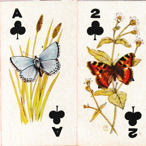 Sweetule Natural History cards