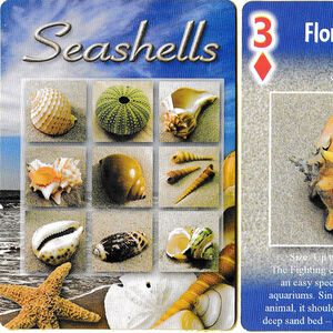 Seashells playing cards