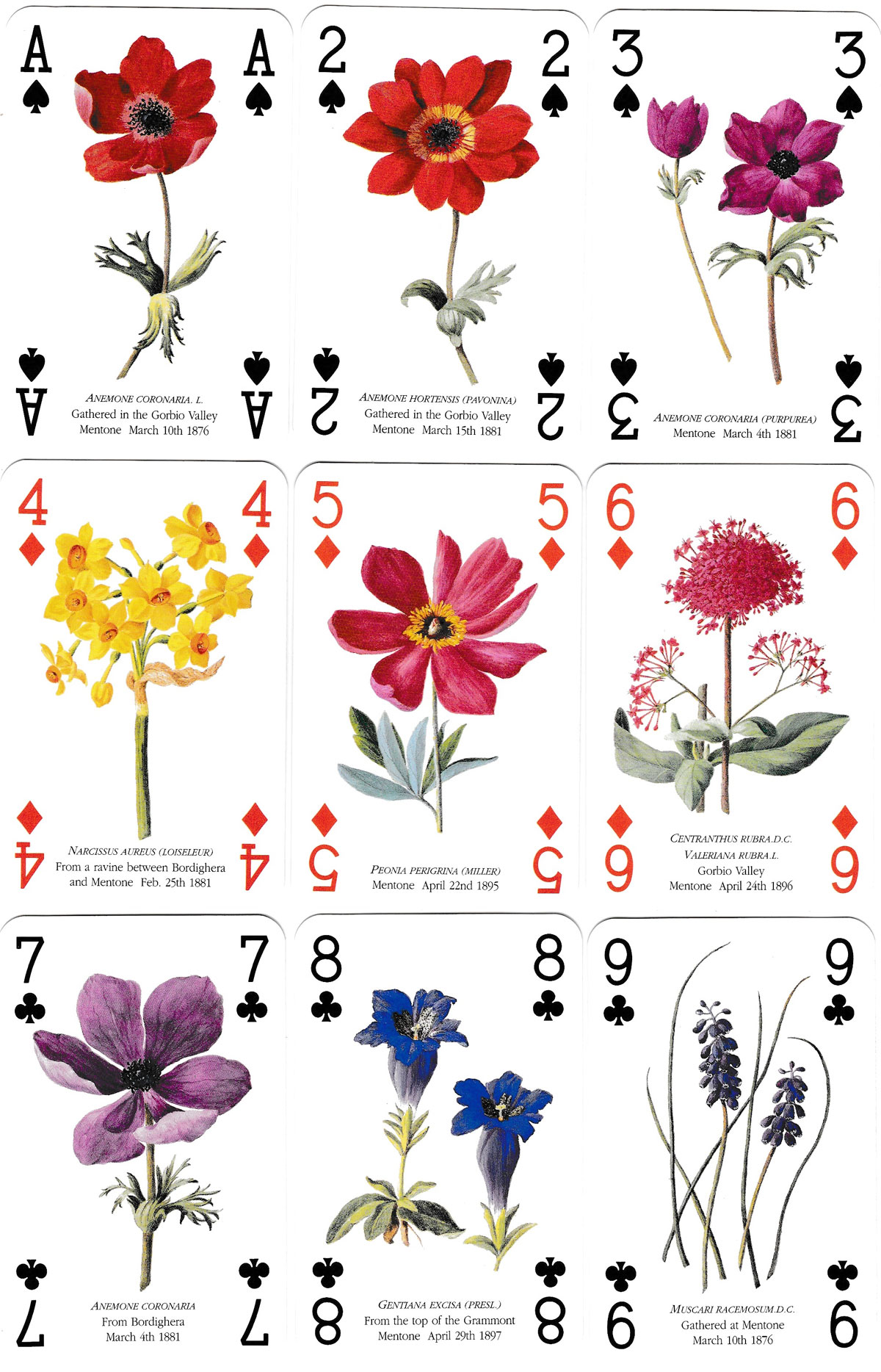 Mrs. Forster Collection playing cards published by the Royal Botanic gardens