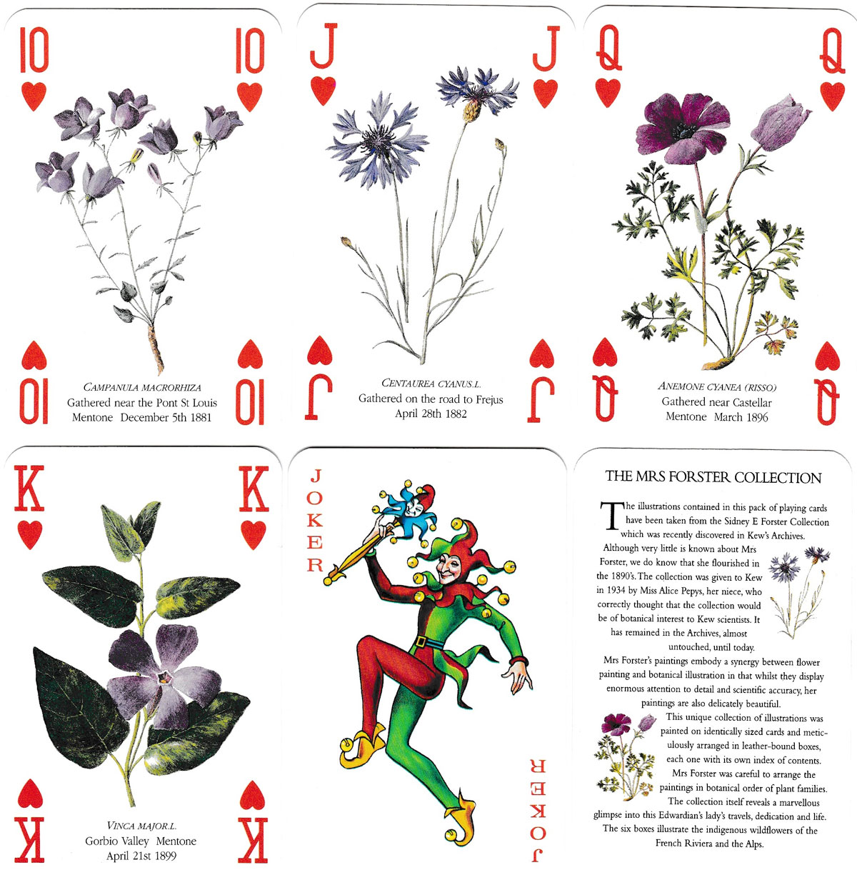 Mrs. Forster Collection playing cards published by the Royal Botanic gardens