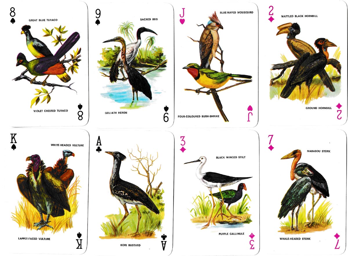 Sapra Studio Original playing cards featuring birds of Southern Africa