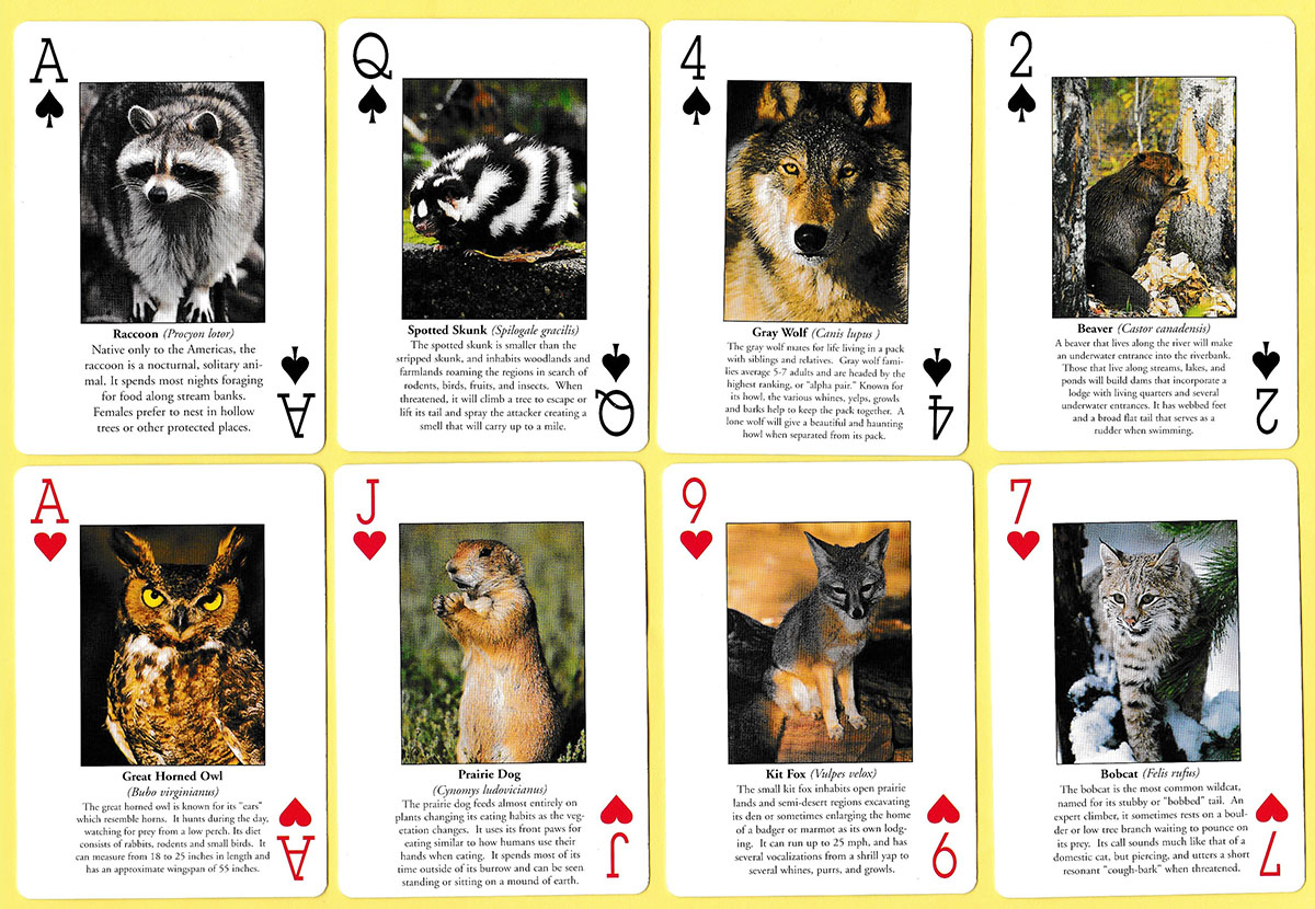 North American wildlife playing cards produced by Impact Photographics of El Dorado Hills