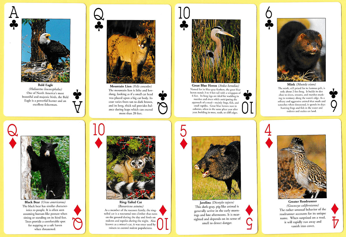 North American wildlife playing cards produced by Impact Photographics of El Dorado Hills